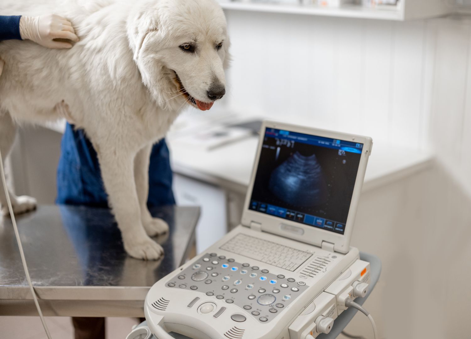 A dog standing on a table with an ultrasound machine