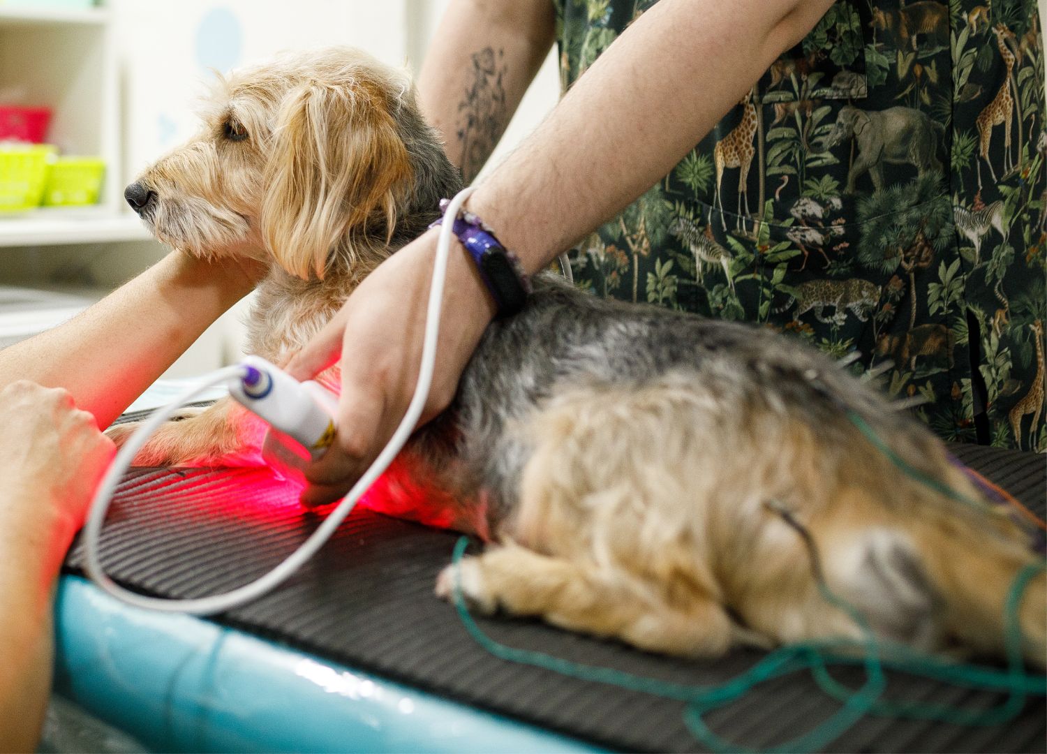 A person using a laser to check the body of a dog