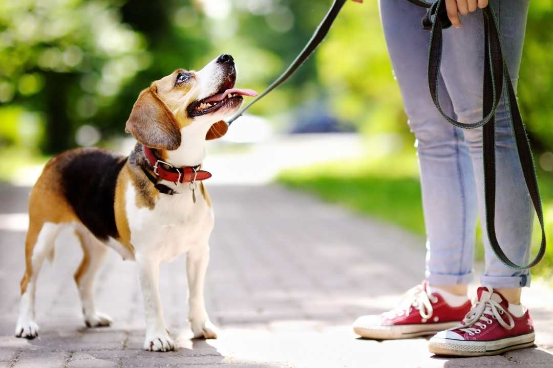 A dog on a leash