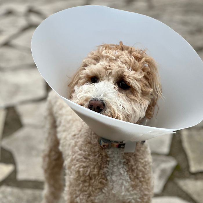 A dog wearing a recovery cone