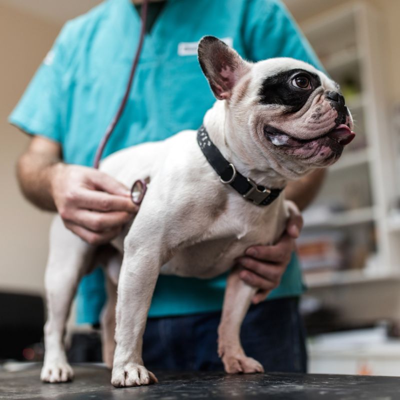 A dog being checked by a vet