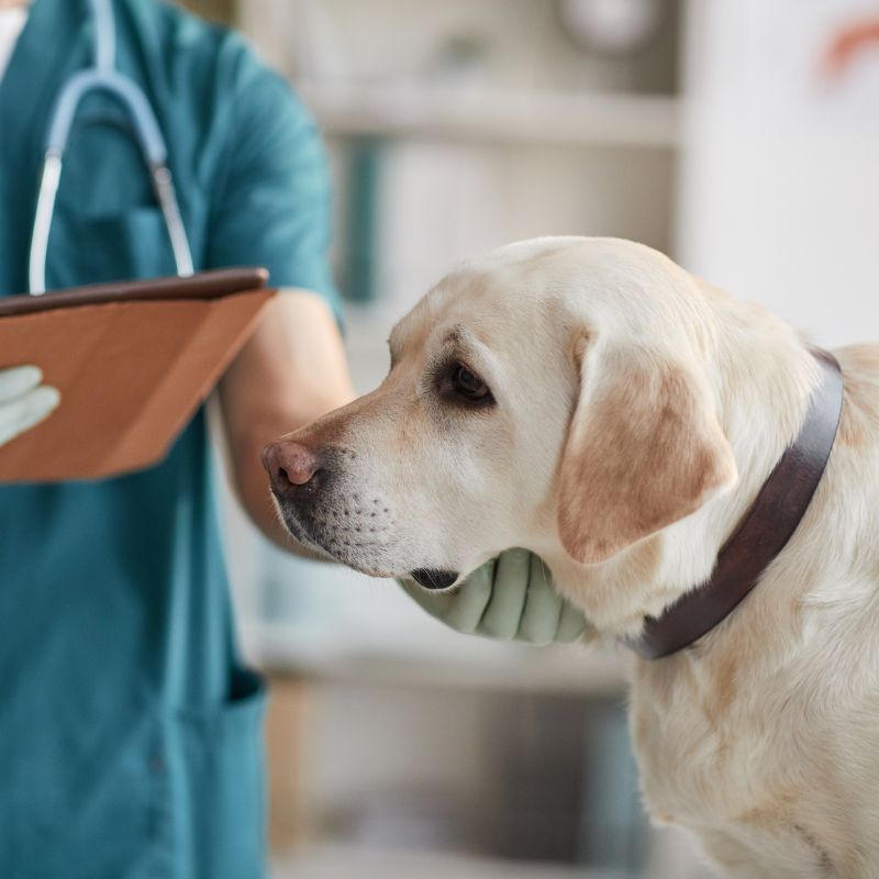 A vet examining a dog at clinic