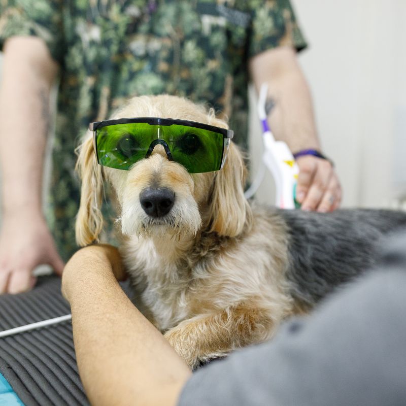 Mixed breed dog wearing protection glasses while doing laser therapy