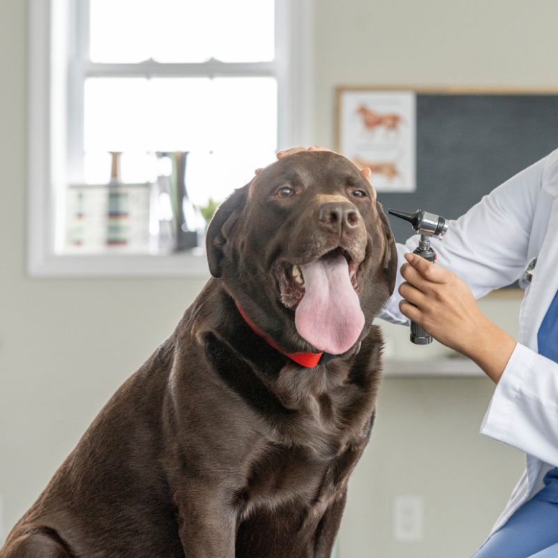 a dog with its tongue sticking out, being checked by a vet