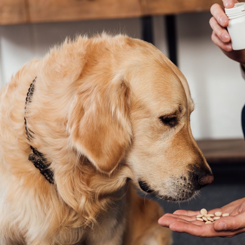 Dog taking a pill from a person's hand
