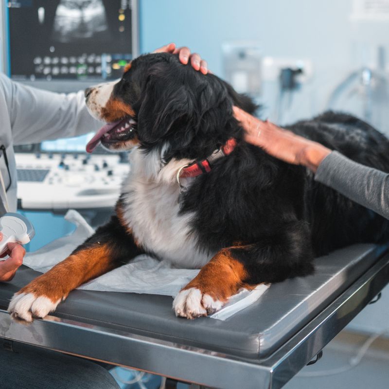 a dog lying on a table for  ultrasound