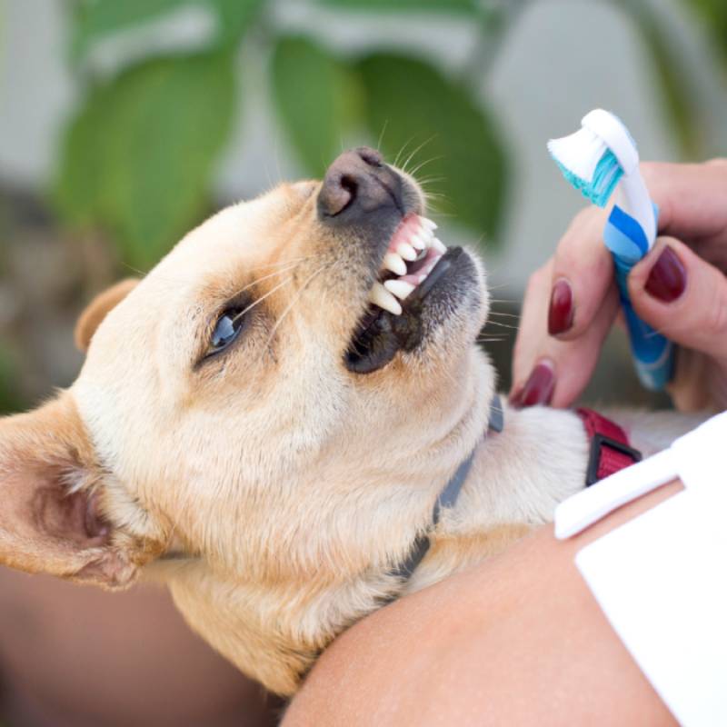 a person brushing a dog teeth